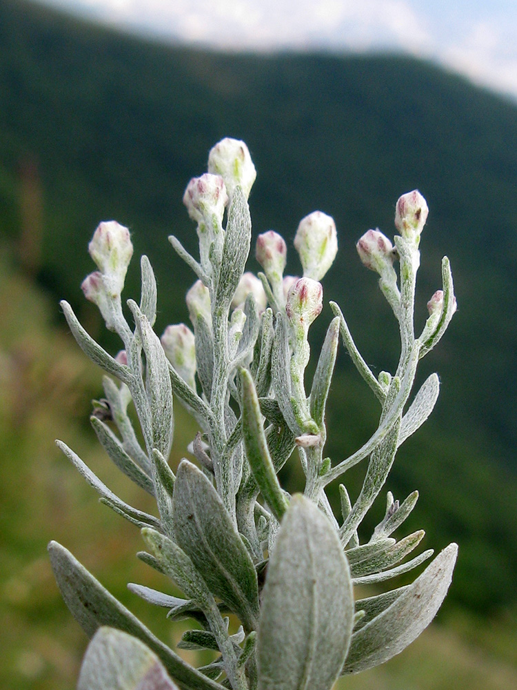 Image of Galatella villosa specimen.