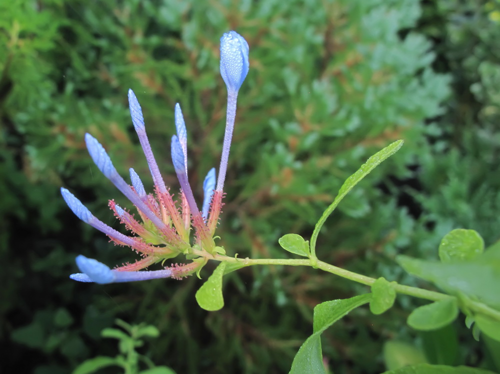 Image of Plumbago auriculata specimen.