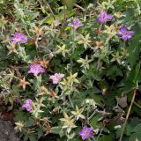 Geranium wlassovianum