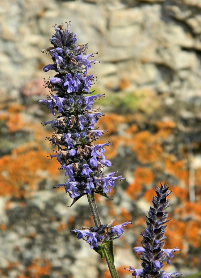 Image of Schizonepeta multifida specimen.