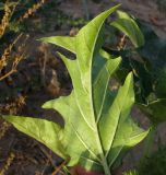 Datura stramonium