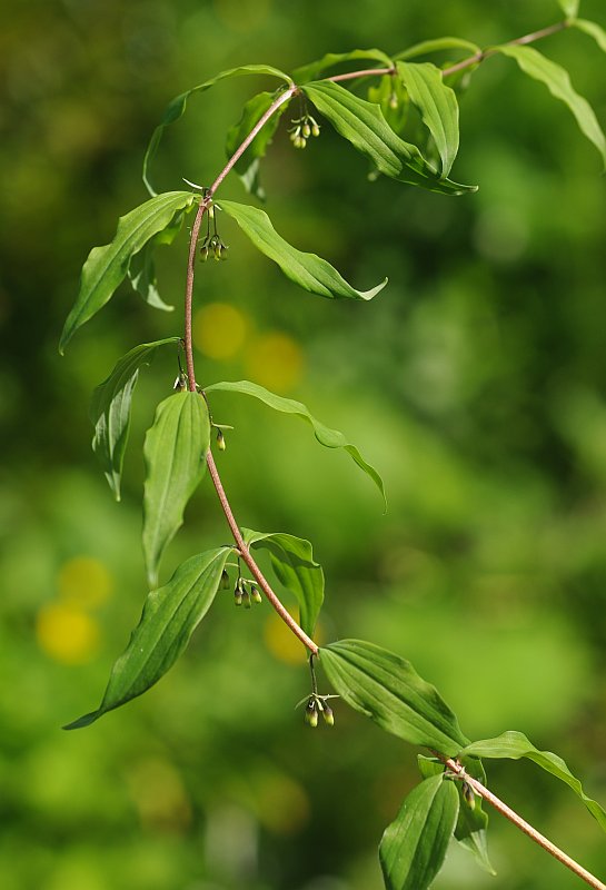 Image of Polygonatum zanlanscianense specimen.