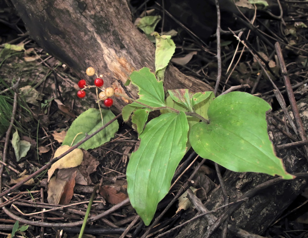 Image of Smilacina hirta specimen.