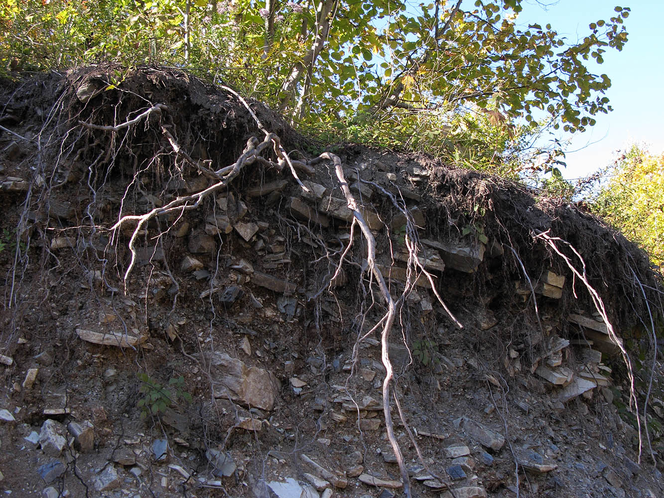 Изображение особи Corylus avellana.