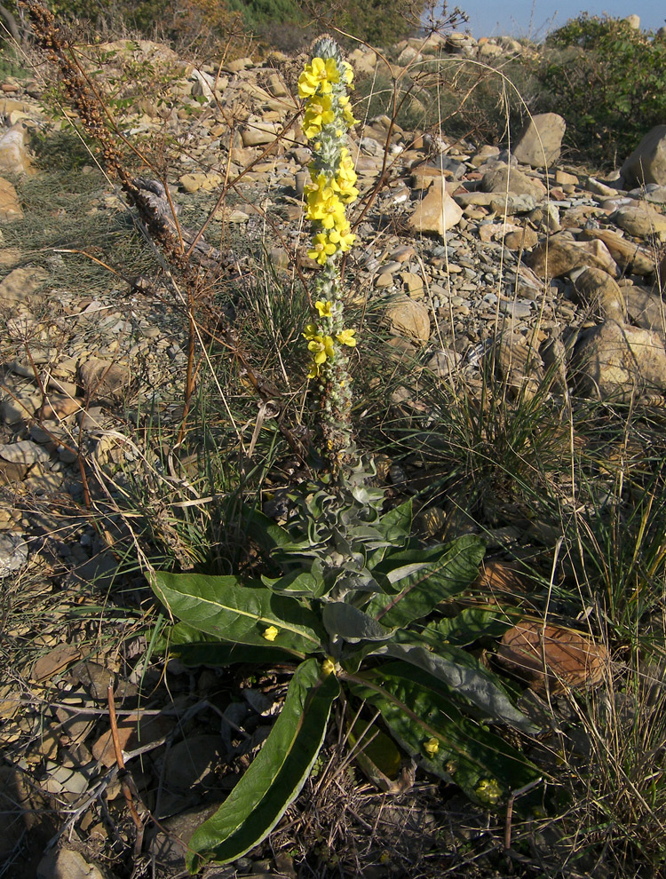 Image of Verbascum gnaphalodes specimen.