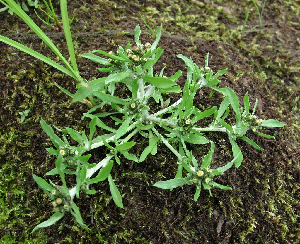 Image of Gnaphalium uliginosum specimen.