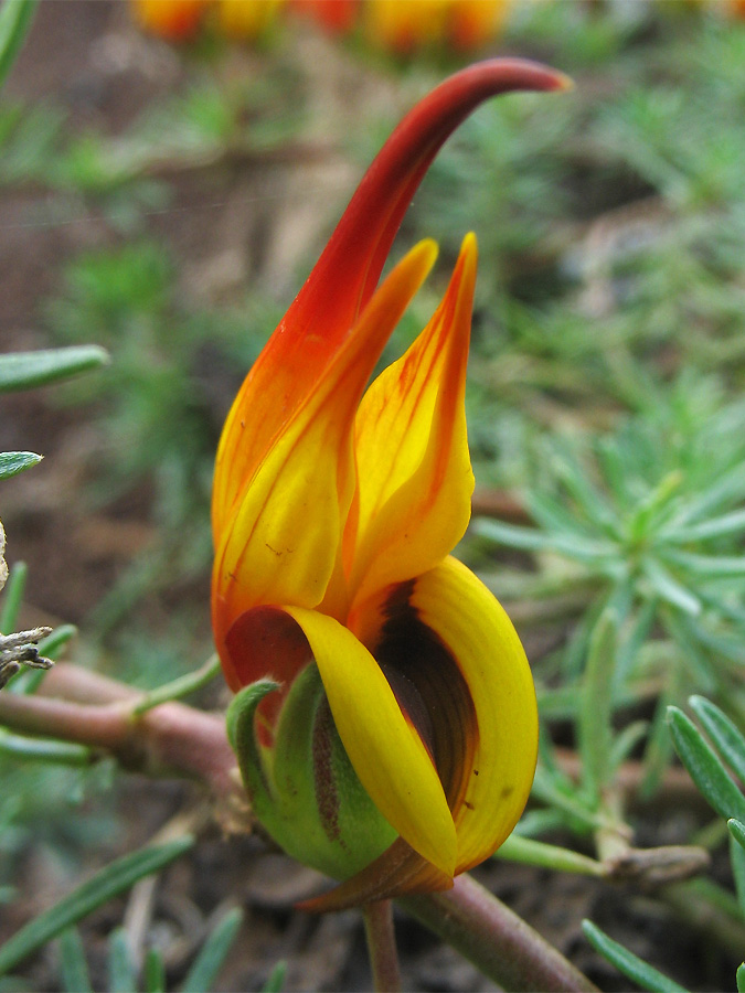 Image of Lotus maculatus specimen.