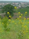 Sisymbrium loeselii