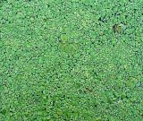 Spirodela polyrhiza