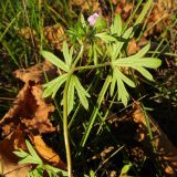 Geranium columbinum. Верхушка цветущего растения. Краснодарский край, окр. г. Крымск, территория ОСС. 19.10.2013.