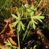 Geranium columbinum