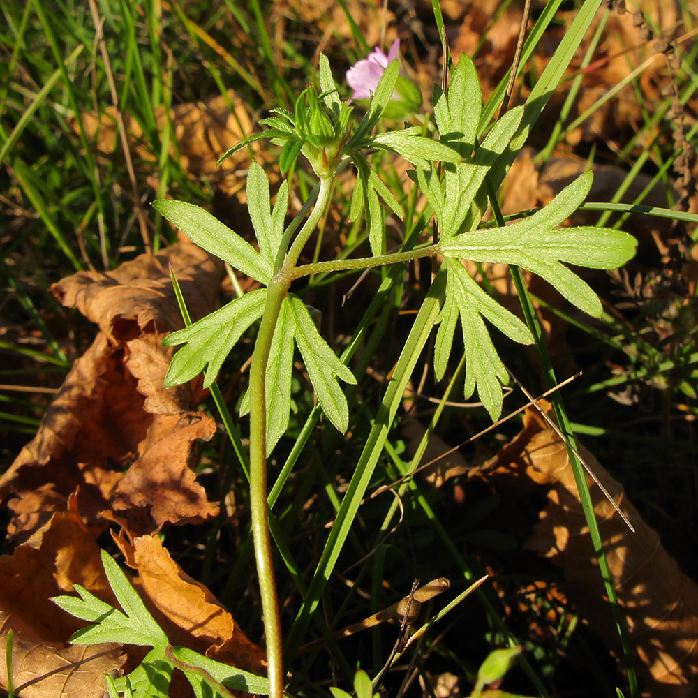 Image of Geranium columbinum specimen.
