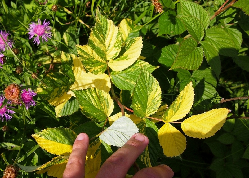 Image of Rubus idaeus specimen.