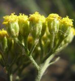 Image of taxon representative. Author is Владимир Свириденко
