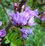 View full-size image Astragalus brachytropis