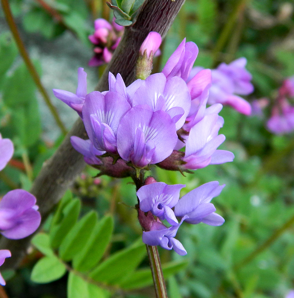 Изображение особи Astragalus brachytropis.