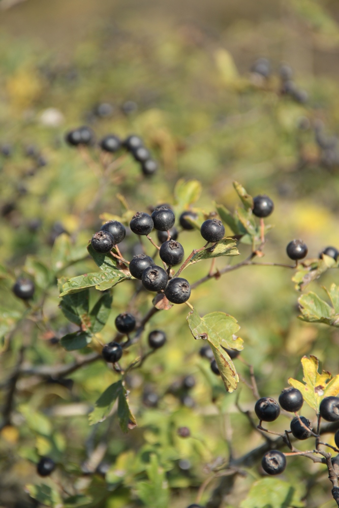 Изображение особи Crataegus pentagyna.