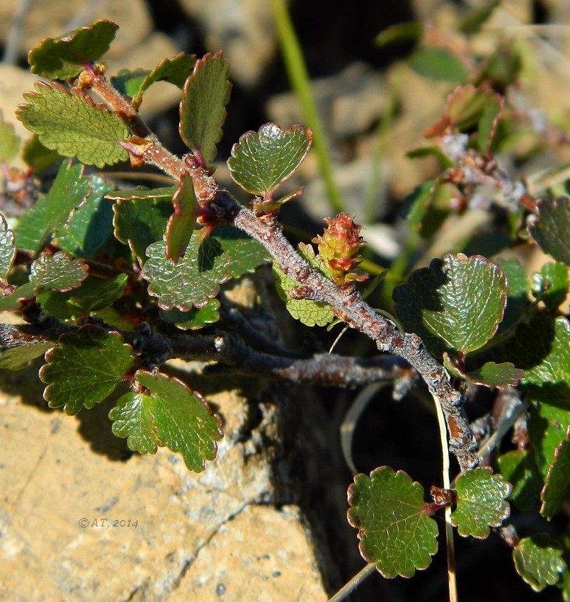 Image of Betula nana specimen.