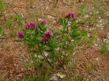 Trifolium lupinaster