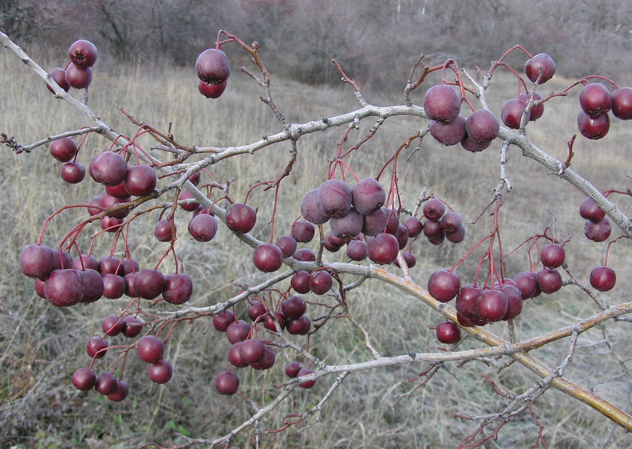 Изображение особи Crataegus volgensis.