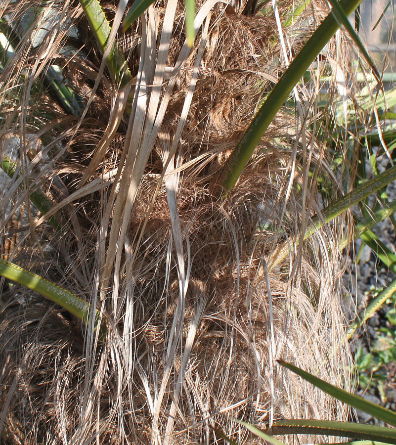 Image of Trachycarpus fortunei specimen.