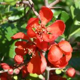 Chaenomeles japonica. Цветки и бутоны. Восточный Казахстан, г. Усть-Каменогорск, левый берег р. Иртыш, дачный участок, в культуре. 18.05.2012.