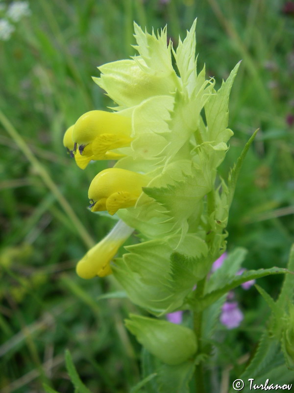 Image of Rhinanthus vassilczenkoi specimen.