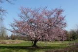 Cerasus sachalinensis. Цветущее растение ('Accolade'). Германия, г. Дюссельдорф, Ботанический сад университета. 10.03.2014.