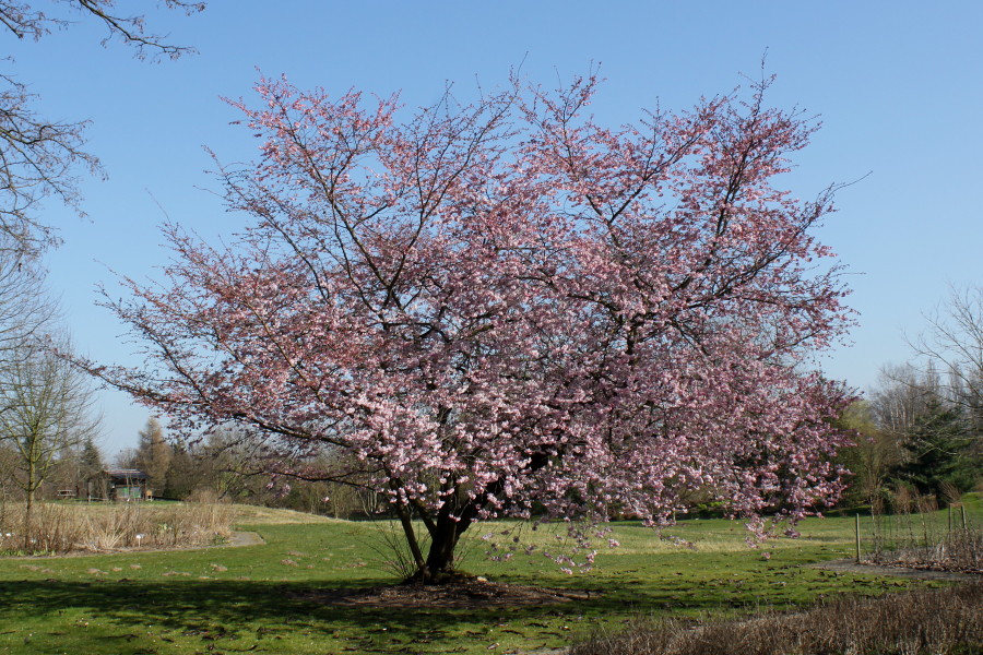 Изображение особи Cerasus sachalinensis.