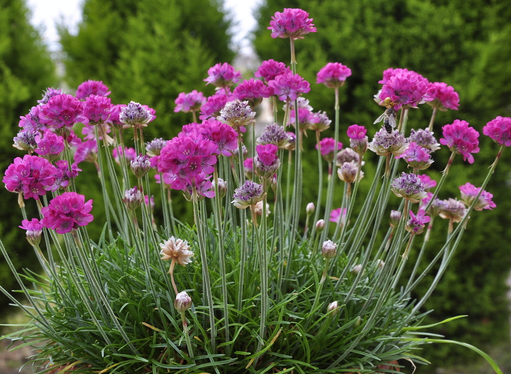 Image of genus Armeria specimen.