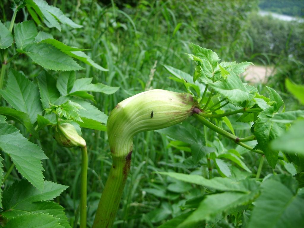 Image of genus Angelica specimen.