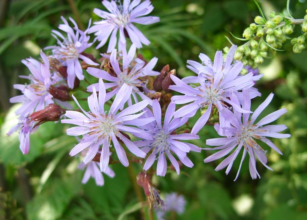 Image of Lactuca tatarica specimen.