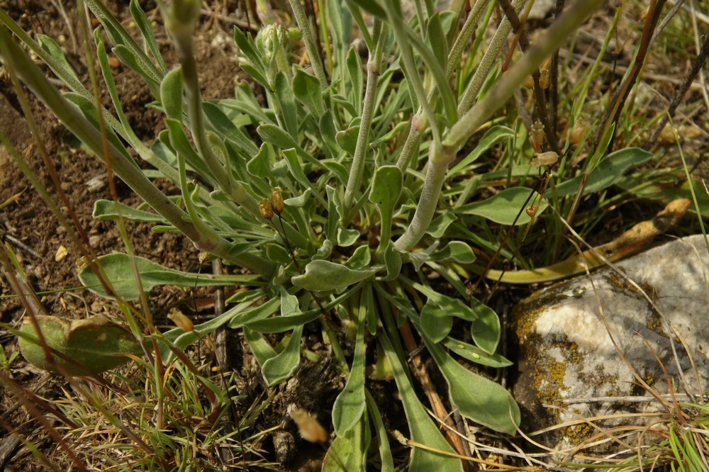 Изображение особи Silene graniticola.