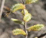 Salix