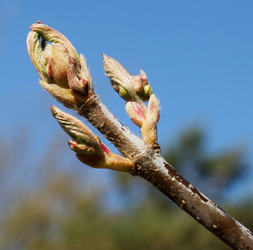 Изображение особи род Viburnum.