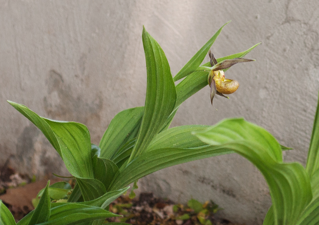 Image of Cypripedium shanxiense specimen.