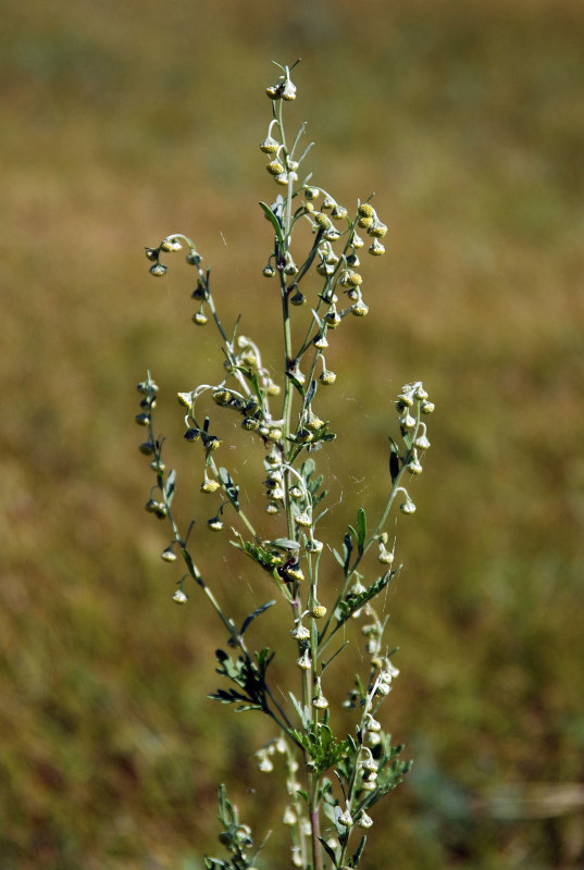 Image of Artemisia sieversiana specimen.