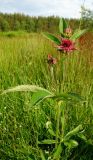 Comarum palustre