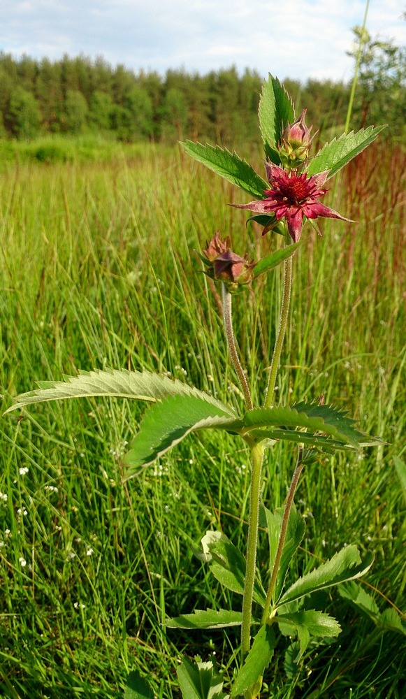 Image of Comarum palustre specimen.