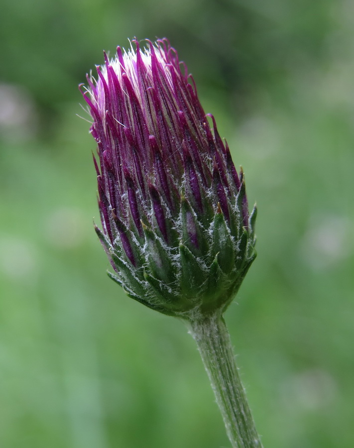 Изображение особи Cirsium pannonicum.