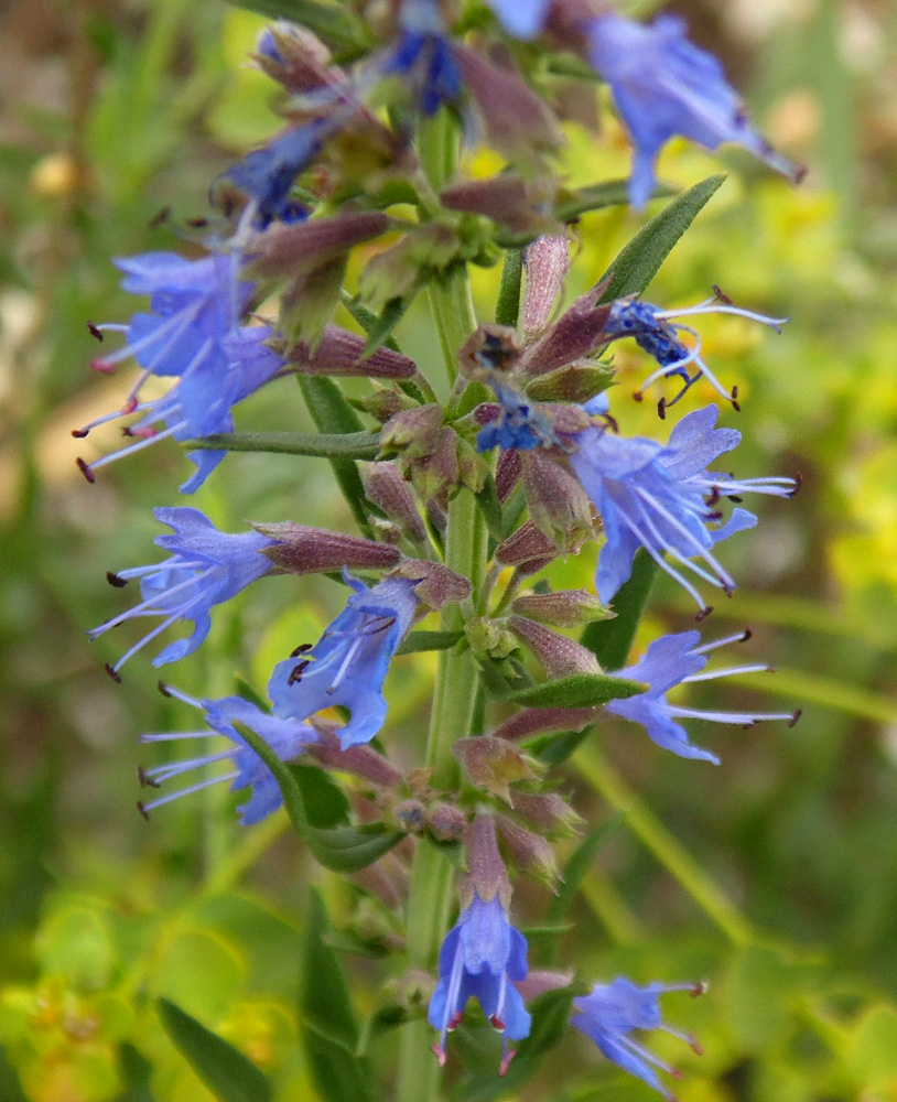 Image of Hyssopus officinalis specimen.