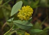 Trifolium campestre. Верхушка цветущего растения. Приморский край, Шкотовский р-н, пос. Подъяпольск, склон, поросший кустарником. 12.07.2014.