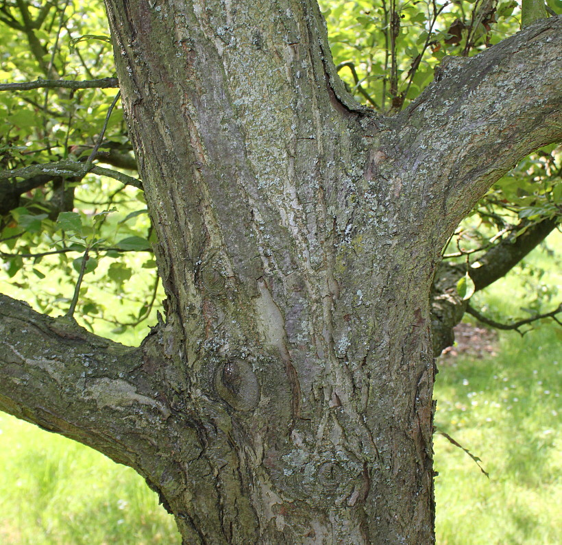 Image of Malus sieversii specimen.