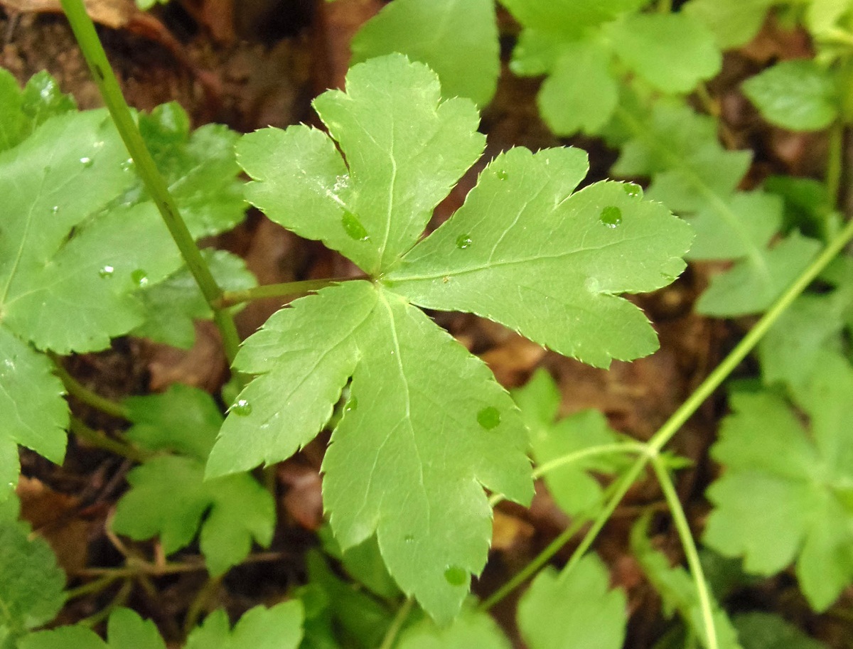 Image of Sanicula europaea specimen.