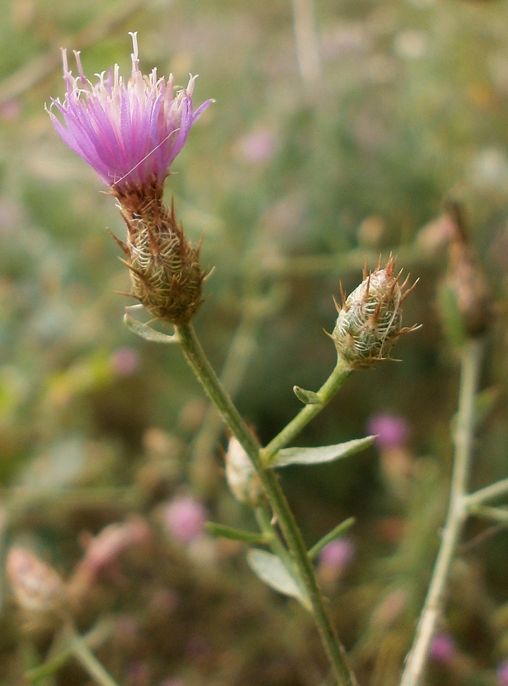 Image of Centaurea diffusa specimen.