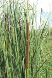 Typha austro-orientalis. Соплодия и листья. Крым, Севастополь, окр. пос. Любимовка. 26.07.2014.