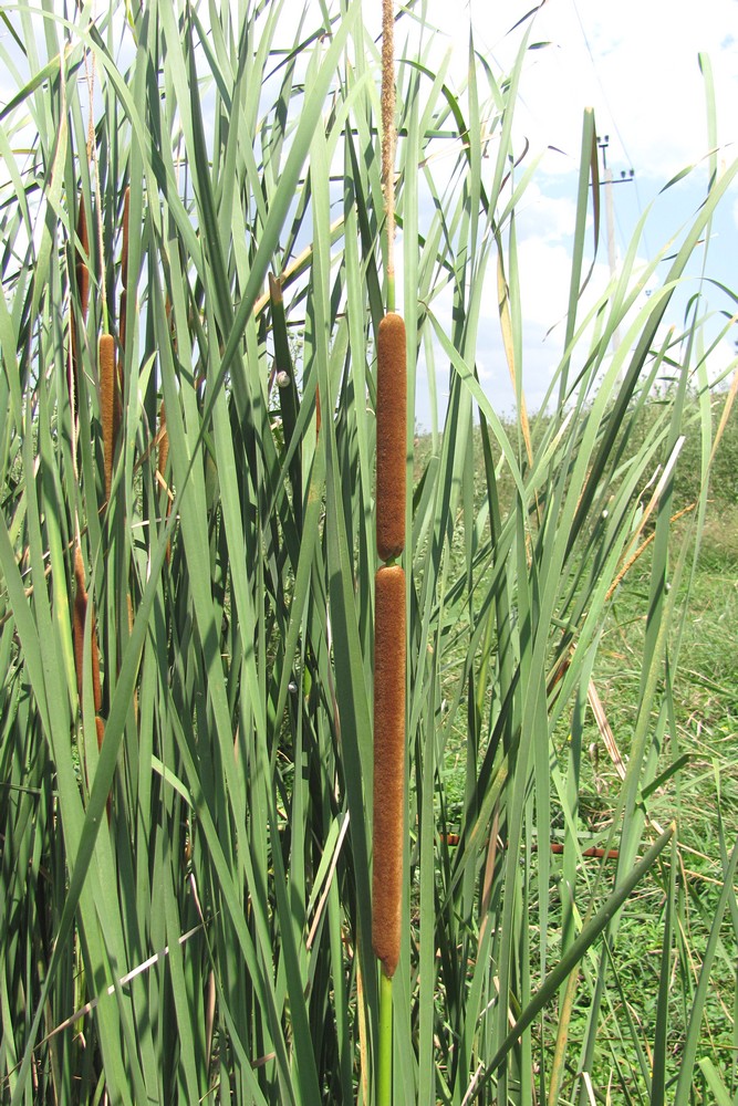 Image of Typha austro-orientalis specimen.