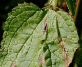 Scrophularia umbrosa. Основание листовой пластинки. Германия, г. Дюссельдорф, Ботанический сад университета. 03.07.2014.