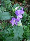 Campanula trachelium