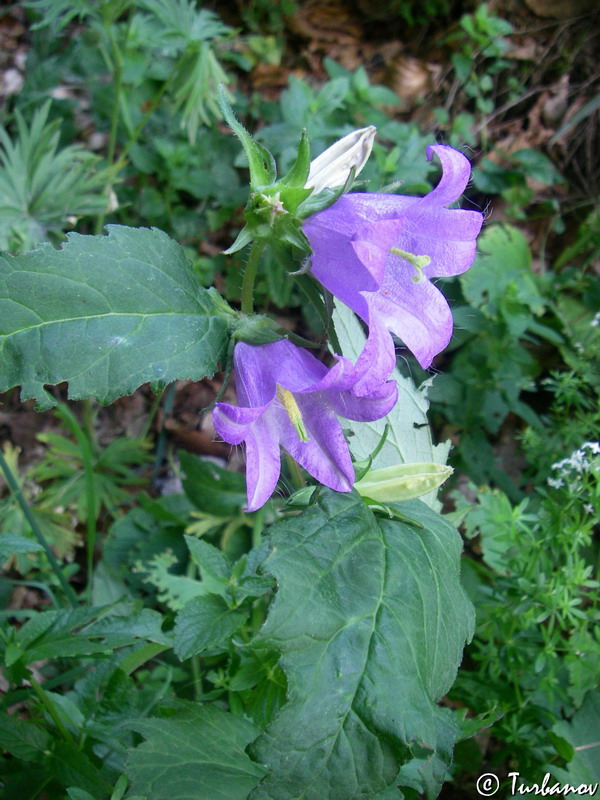 Image of Campanula trachelium specimen.